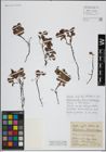Foto von Salix herbacea L.